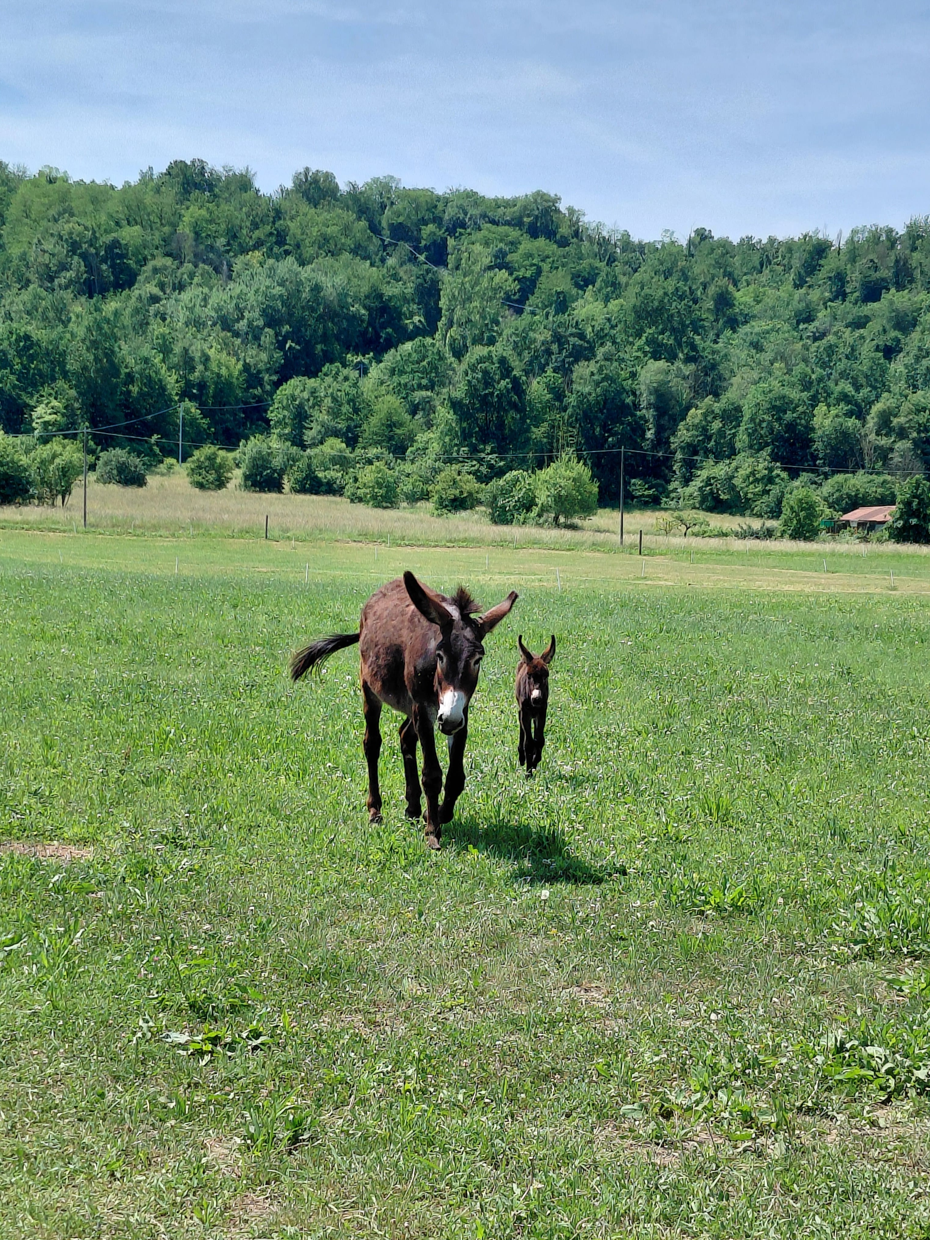 Fattoria