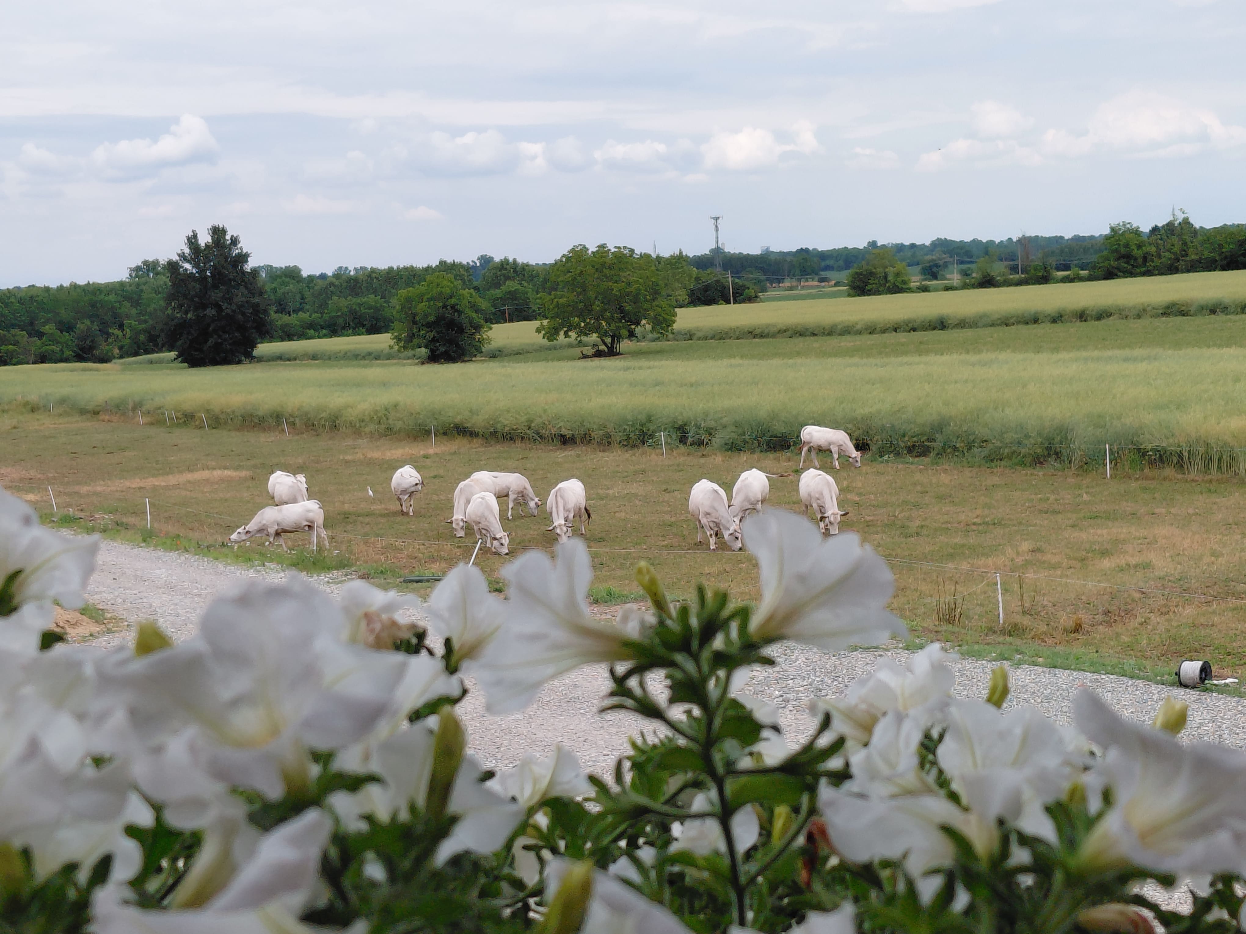 Paesaggio collinare